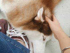 -星多哈·狗咖·拼豆·咖啡