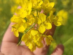 -南汇桃花村