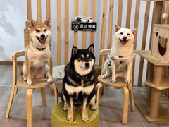 -柴迷FANS CLUB·柴犬狗咖·猫咖