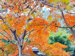 -上海共青森林公园