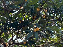 -塘栖枇杷特色园区