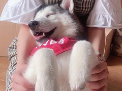 -Husky Go! 哈士奇体验馆·宠物咖啡厅狗咖