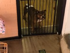 -百好乐宠物友好餐厅(朝外大街店)