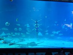 -烟台海昌鲸鲨海洋公园