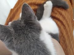 -lincat·猫舍(广州店)