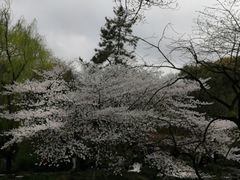 -西湖游船