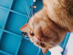 -喵屿·大理花园猫咖