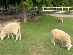 -神户市立六甲山牧场