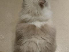 -藏猫猫咖啡主题馆(中央大道店)