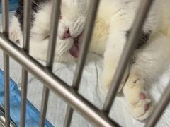 -瑞鹏宠物医院·超声·骨科·奇麟分院(蜀都万达店)