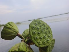 -白洋淀景区