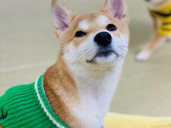 -逗柴咖啡屋·狗咖猫咖宠物桌游