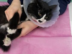 -北京观赏动物医院·24小时大型综合·猫专科·异宠专科