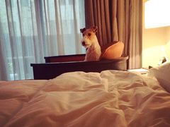 -上海崇明金茂凯悦酒店