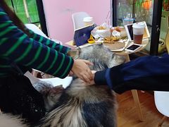 -李小姐の猫咖啡馆(五角场店)