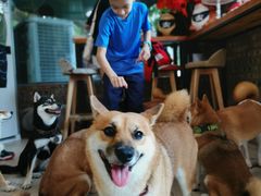 -柴犬高等学院·狗咖·柴犬售卖·宠物训练