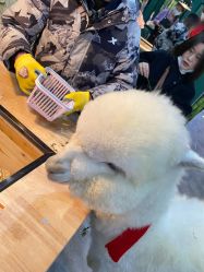 -神奇动物撸宠馆·羊驼·小浣熊·异宠(豫园店)