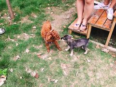 -翊宠yipet猫狗购宠庄园犬舍•猫舍