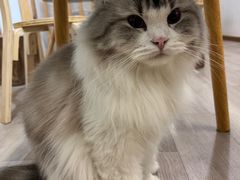 -柴迷FANS CLUB·柴犬狗咖·猫咖