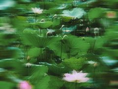 -荔湾湖公园