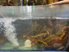 -稻香村鱼庄