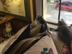 -more than meow吴止猫主题餐厅(承德 中船汇店)