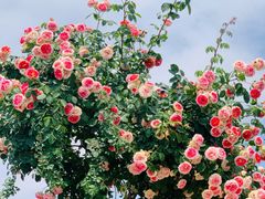 -都江堰玫瑰花溪谷
