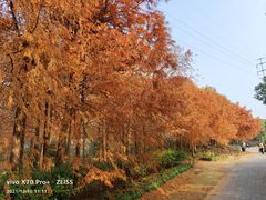 -上海海湾国家森林公园