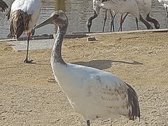-盐城丹顶鹤湿地生态旅游区