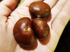 -陈记栗子(长宁路店)