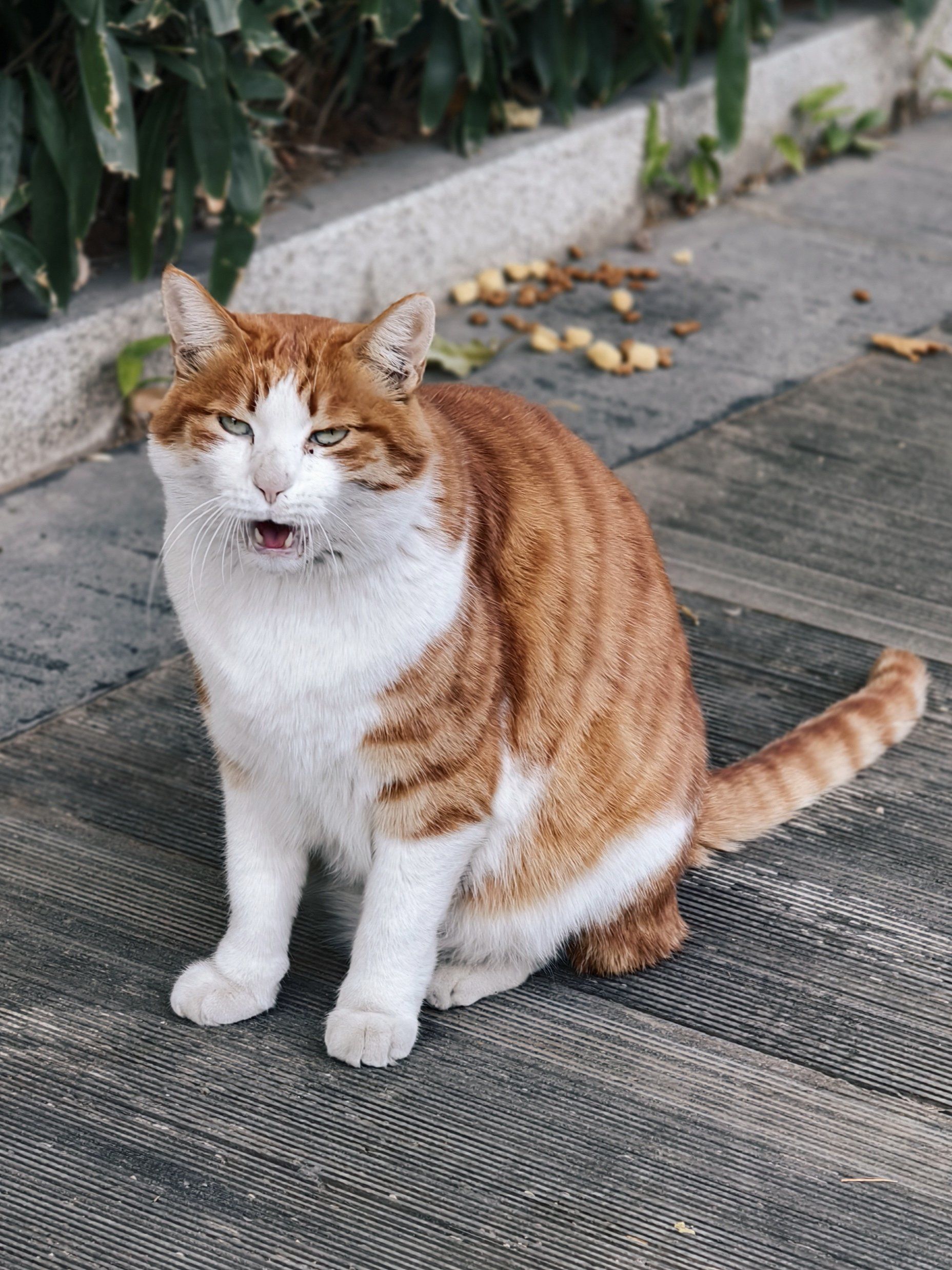 表情帝大橘白🐱