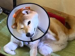 -About Bistro關於·泰式家庭料理