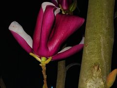 -两河城市森林公园