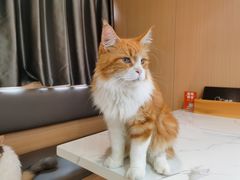 -喵园·猫主题咖啡厅·撸猫·猫咖(国贸店)