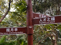 -银湖山郊野公园-相思林