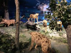 -国家自然博物馆