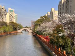 -高东镇樱花园