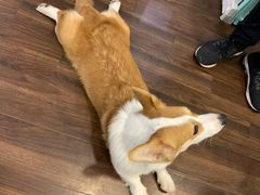 -柯斗斗主题餐厅·狗咖·围炉煮茶·茶饮(国瑞升平里店)