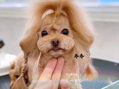 -BABYDOG宝贝狗宠物乐园(欧洲城店)