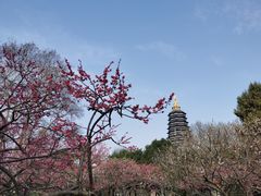 -红梅公园