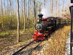 -合肥滨湖国家森林公园