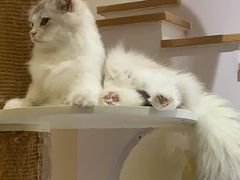 -猫域·湾主题猫咖·宠物吧(南坪城市广场店)