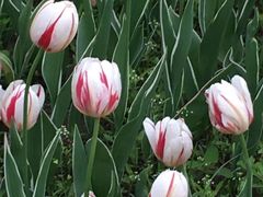 -长春公园(普阳街道)