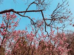 -梅花山(明孝陵内)