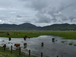 -纳帕海依拉草原