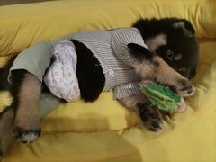 -逗柴咖啡屋·狗咖猫咖宠物桌游