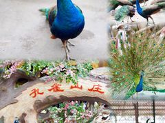 -西双版纳原始森林公园