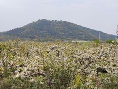 -树山生态村
