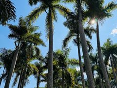 -西双版纳原始森林公园