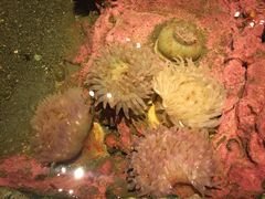 -西雅图水族馆